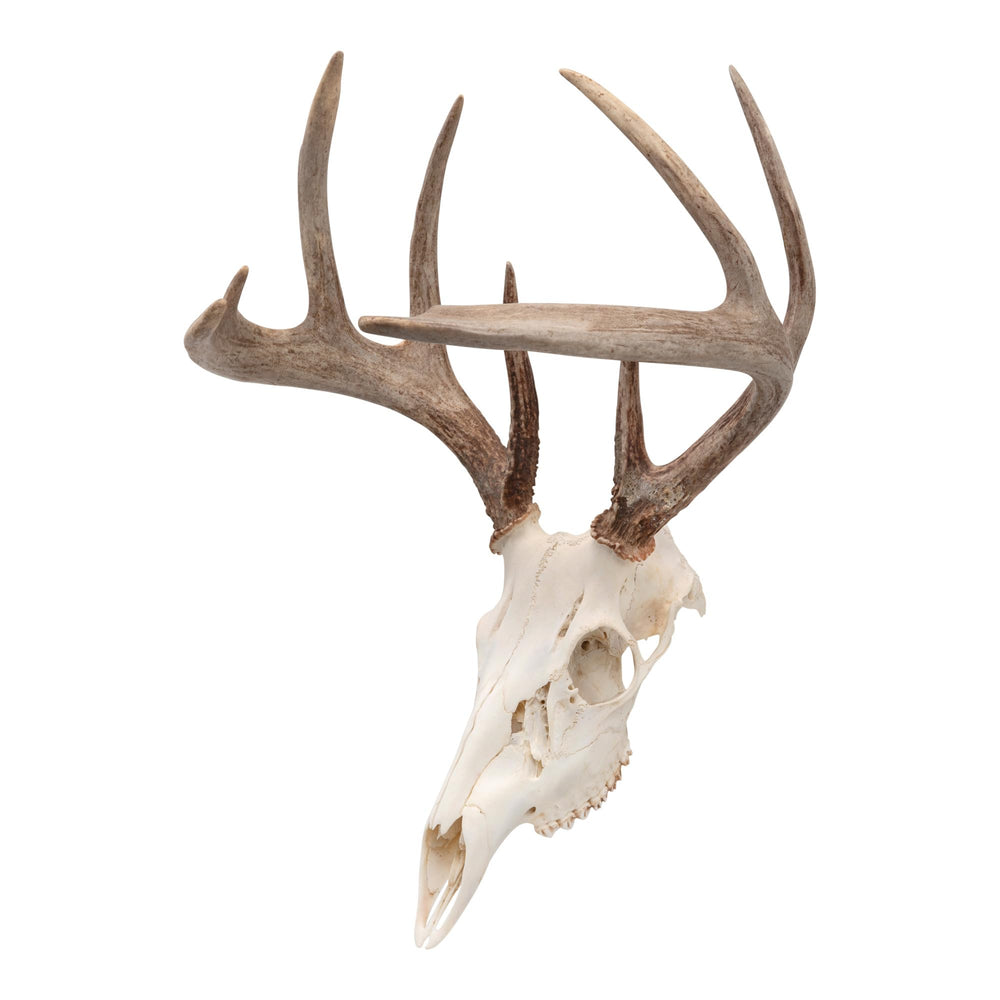 Allen Company EZ Mount Skull Peg Hook - Black